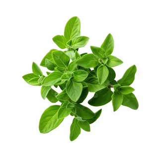 Орегано
